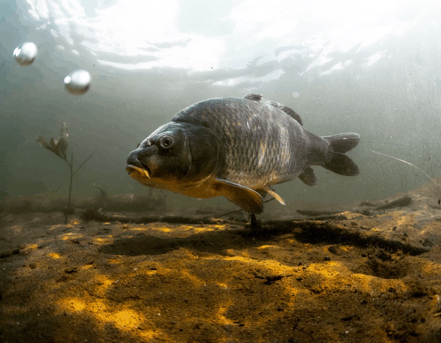 كپور چگونه تغذيه مى كند؟