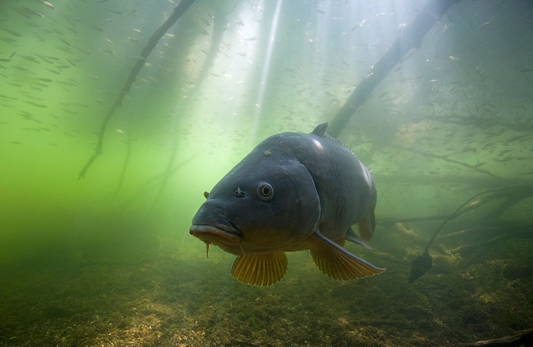 كپورها چگونه مى شنوند؟