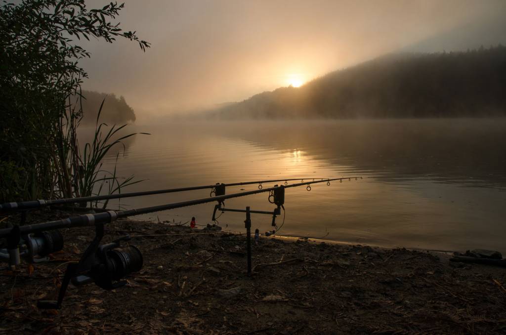 كپور چگونه از مواد ريز تغذیه می کند؟