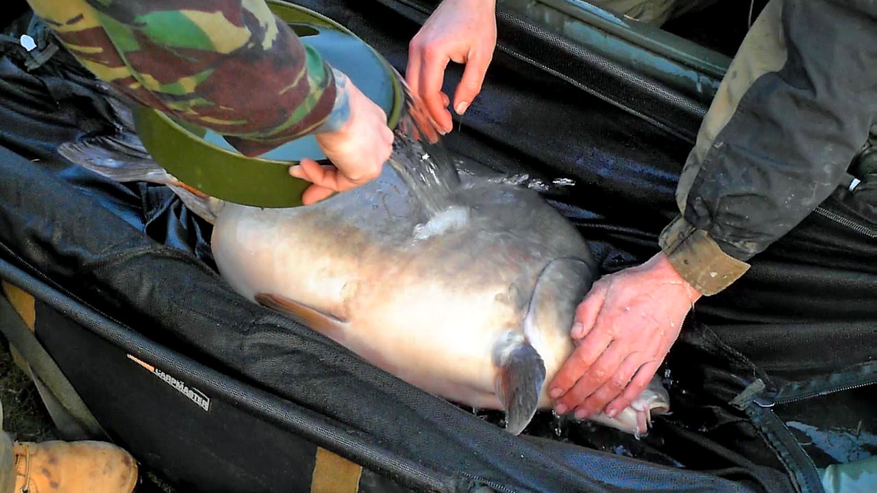 لوازم مراقبت از ماهى