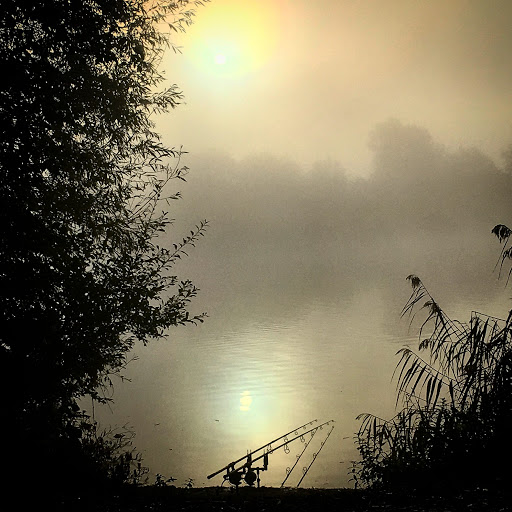 كپورها چگونه در لجن تغذيه مى كنند؟