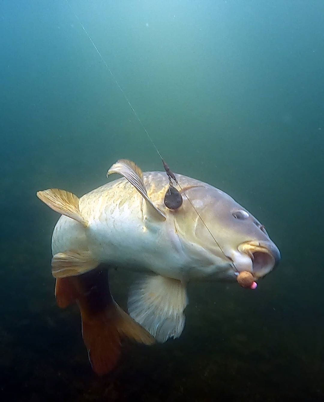 مهمترین مهارت کپورگیری