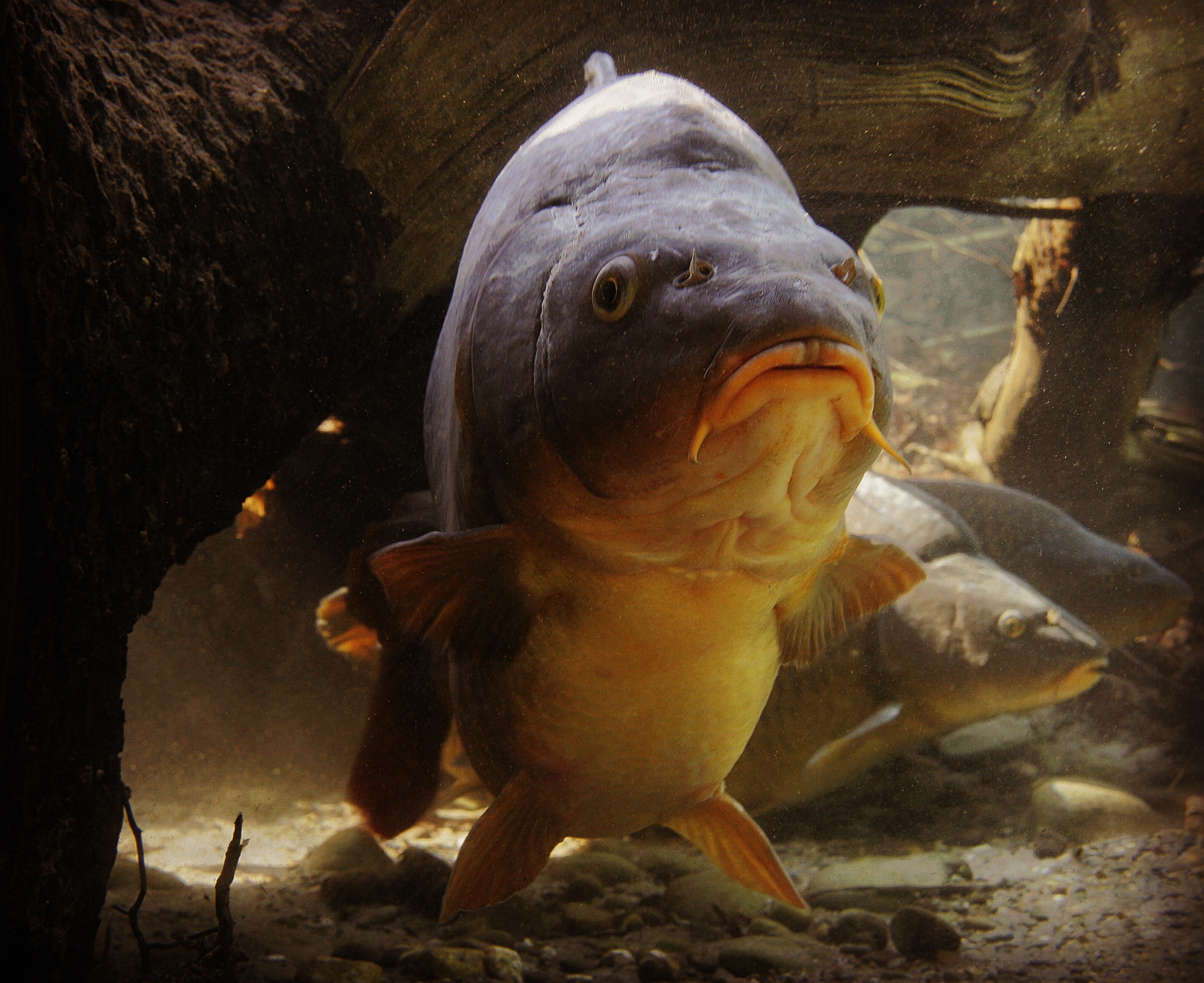 كپور چگونه طعمها را حس می کند؟