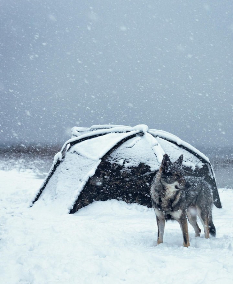 ده نکته مهم کپورگیری در زمستان