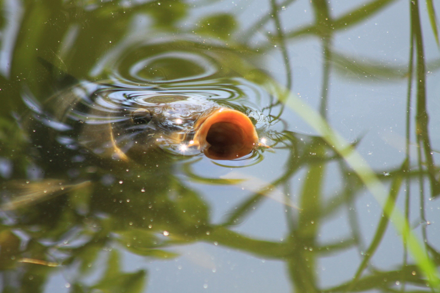 غذاهاى طبيعى كپور