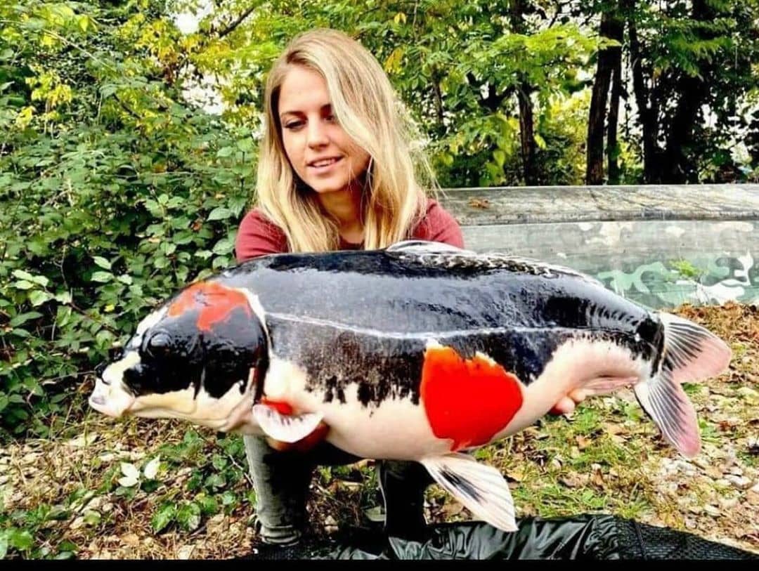 بهترين ريسه ها