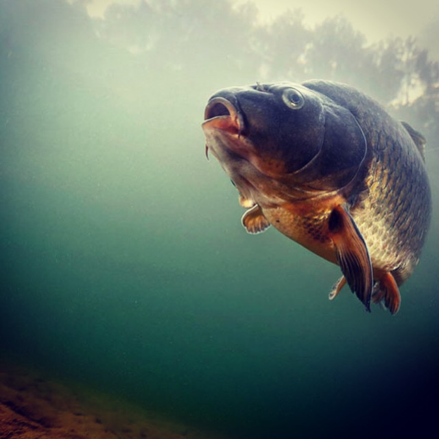 حس بينايى كپور